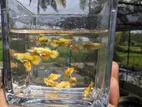 Full Gold Guppy Fish