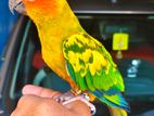 Sun Coure Bird