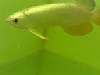Full Helmet Cross Back Arowana