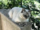 Full Persian Cat