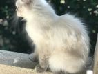 FULL PERSIAN CAT