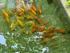 Full Pond of Fish