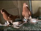 Full Red Australian Boot