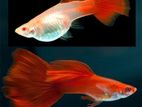Full Red Guppy