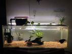 Fish Tank Setup with