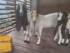 Goats (Eluwan)