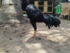 Rooster