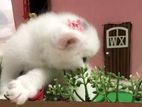 Full White Persian Kitten