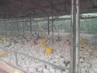 Fully equipped broiler and ornamental fish farm for sale.
