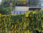 Fully Furnished Upstairs House for Rent – Maharagama