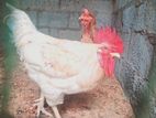 Fully Growth White Roaster For Sell