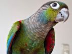 Fully Tamed Conure Birds.