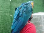 Tamed Macaw