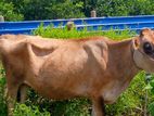 Cows - ගවයන්