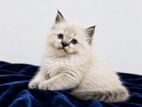Persian Cat
