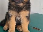 German Shepherd Puppy