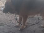 g. s dog