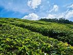 (G33) 260-Acre Tea Estate with Fully Operational Factory Maskeliya