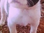 Puppy for Kind Home