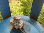 ගෑස් සමග සිලින්ඩරයක්