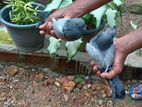 Pigeon