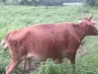 ගැබ්බර එළදෙනක්