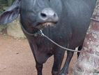ගැබිබර මි දෙන