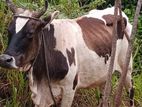ගැබිණි කිරි ගවයෙක්
