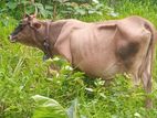 ගැබිණි කිරි ගවයෙක්