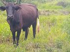 ගැබිණි කිරි ගවයෙක්