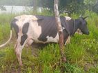 ගැබිණි කිරි ගවයෙක්