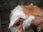 Guinea Pig