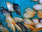 Giant Gourami Fish