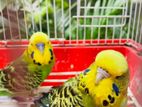 Love Birds
