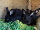 Gaint Rabbit