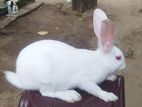 Gaint Rabbit