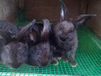 Gaint Rabbits