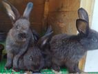Rabbits