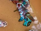 Galaxy Multicolour Betta(Fighter)