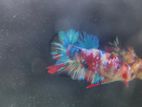 Galaxy Multicolour Betta(Fighter)