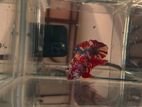 Galaxy Multicolour Betta