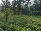 Galle : 143.4 perches Tea estate for Sale at Ihalakeebiya