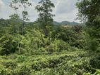 Galle : 3 Acers Tea Estate for Sale in Madakeediya