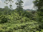 Galle : 3 Acers Tea Estate for Sale in Madakeediya