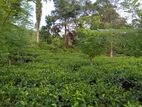 Galle : 9 Acres Tea Estate for sale in Yakkalamulla