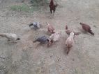 Village Chicken