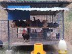 Farm Hens