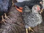 Country Chicken
