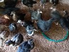 Country Chickens
