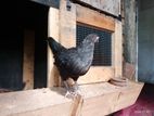 Gam Kukullu Country Hens